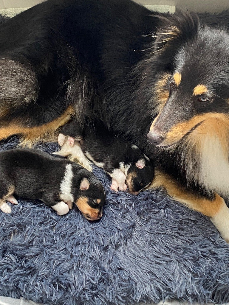De Sakura S Family - Bb a 15 jours