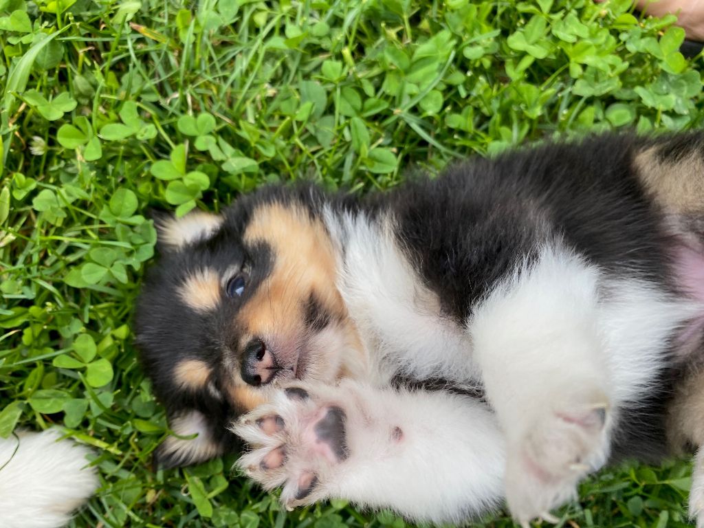 De Sakura S Family - Chiots disponibles - Shetland Sheepdog